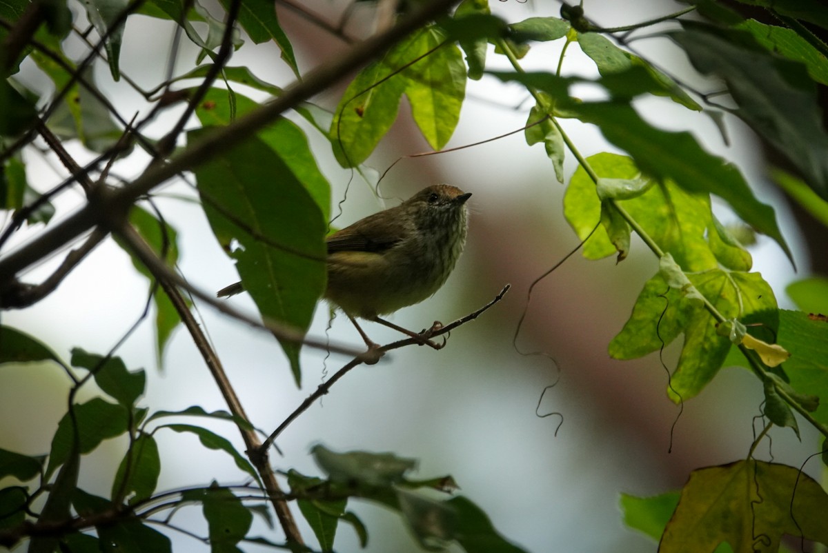 Striated Thornbill - Alfie Benbow