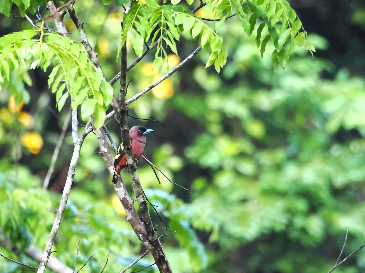 Banded Broadbill - Kuan Chih Yu