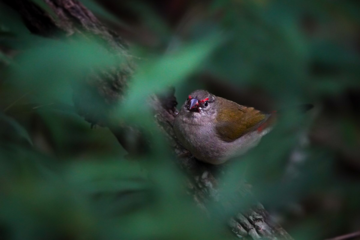 Red-browed Firetail - ML618605532