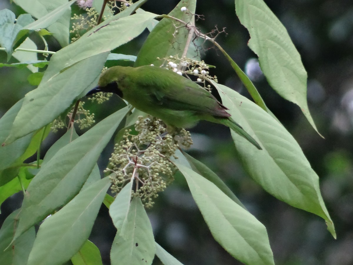 Greater Green Leafbird - Miguel Angel Benedicto