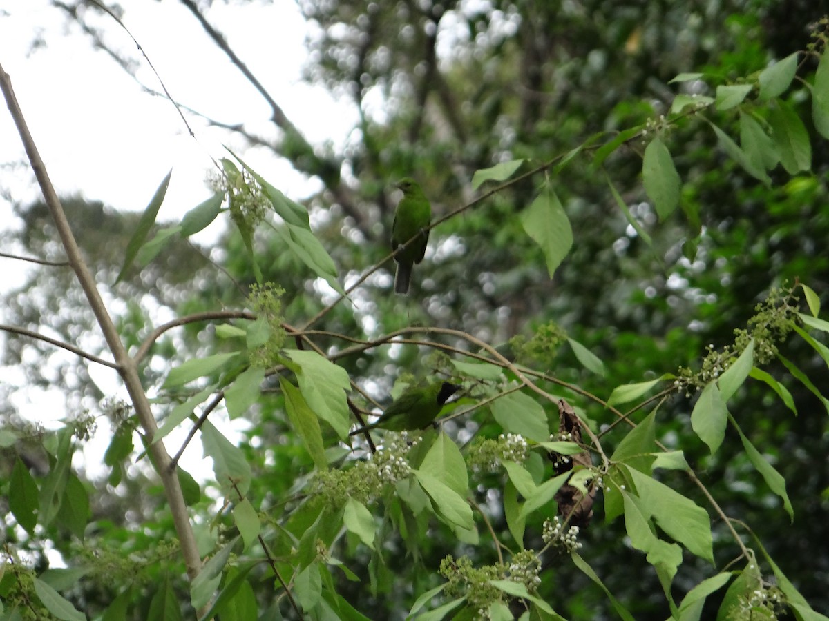 Greater Green Leafbird - Miguel Angel Benedicto