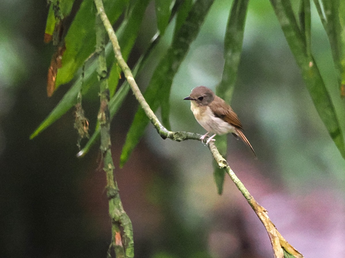 Fulvous-chested Jungle Flycatcher - Kuan Chih Yu