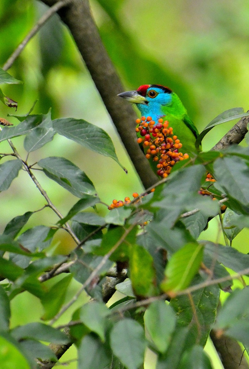 Mavi Boğazlı Barbet - ML618605596