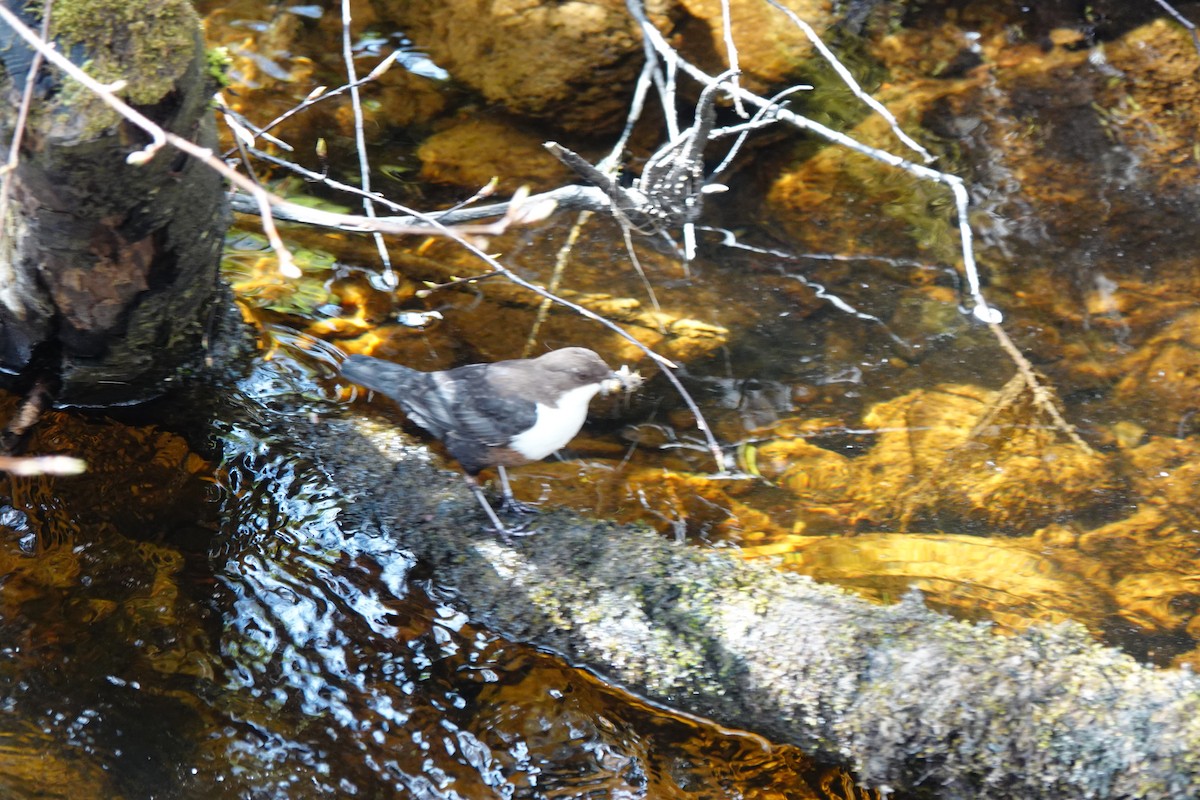 White-throated Dipper - Wally Taylor