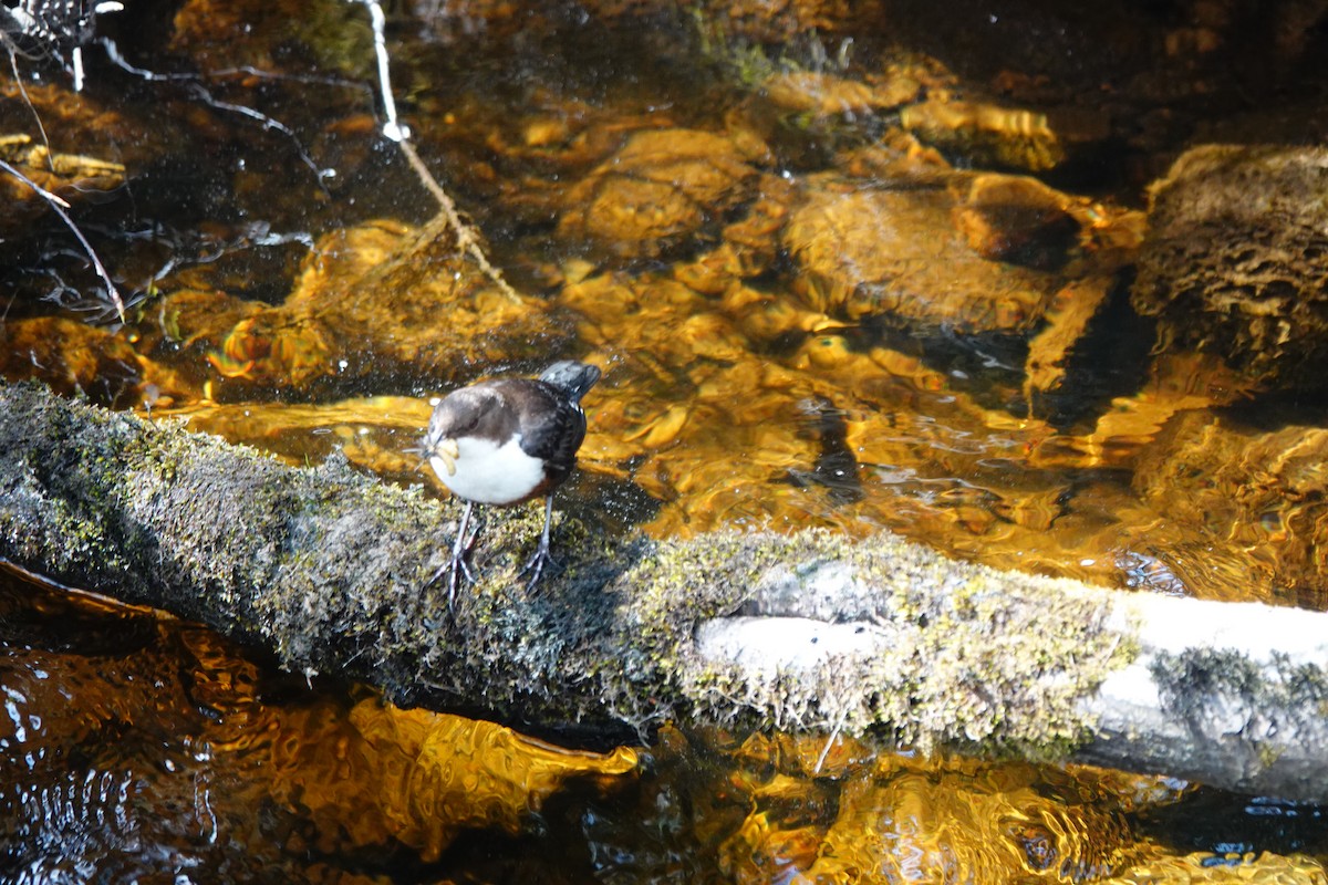 White-throated Dipper - Wally Taylor