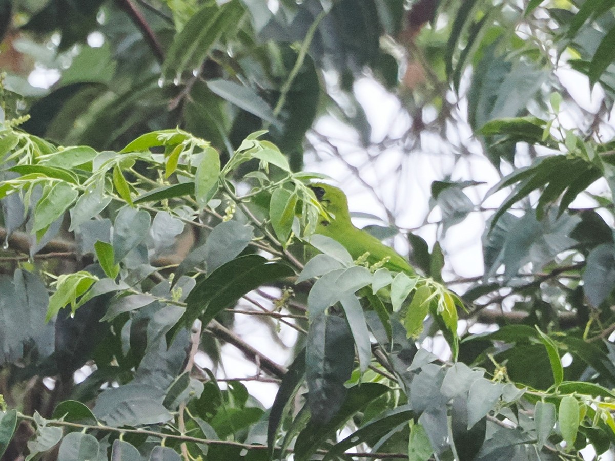 Greater Green Leafbird - Kuan Chih Yu