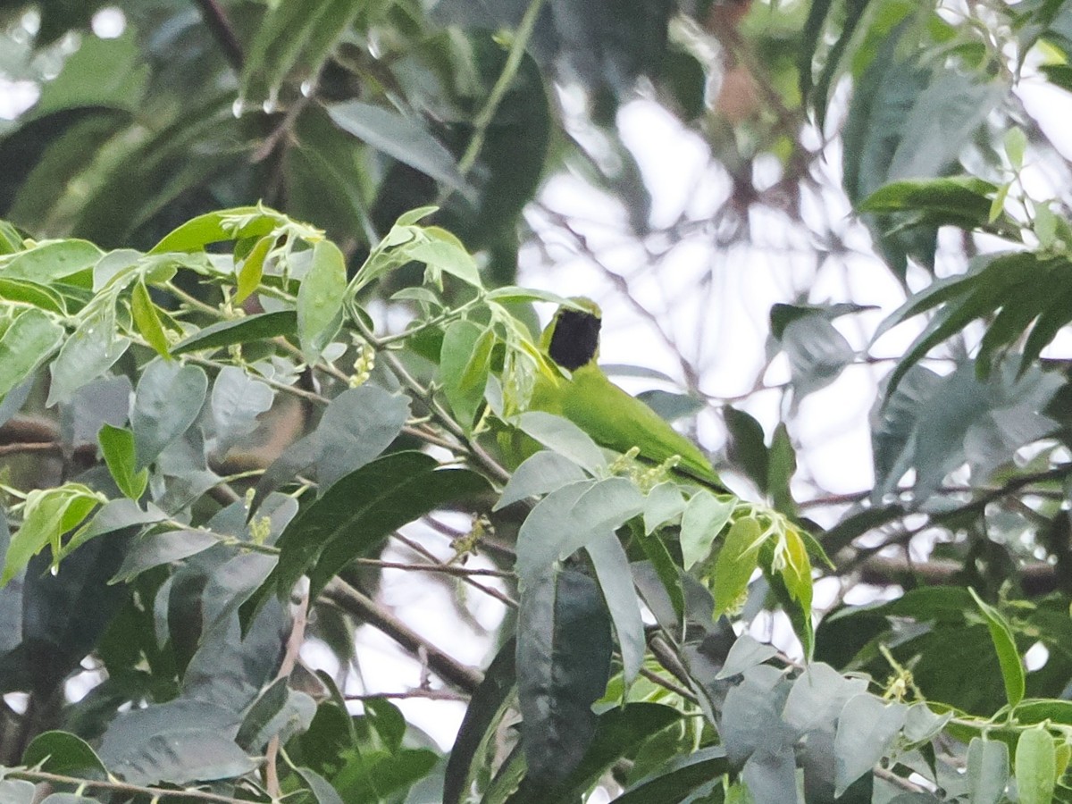 Greater Green Leafbird - Kuan Chih Yu