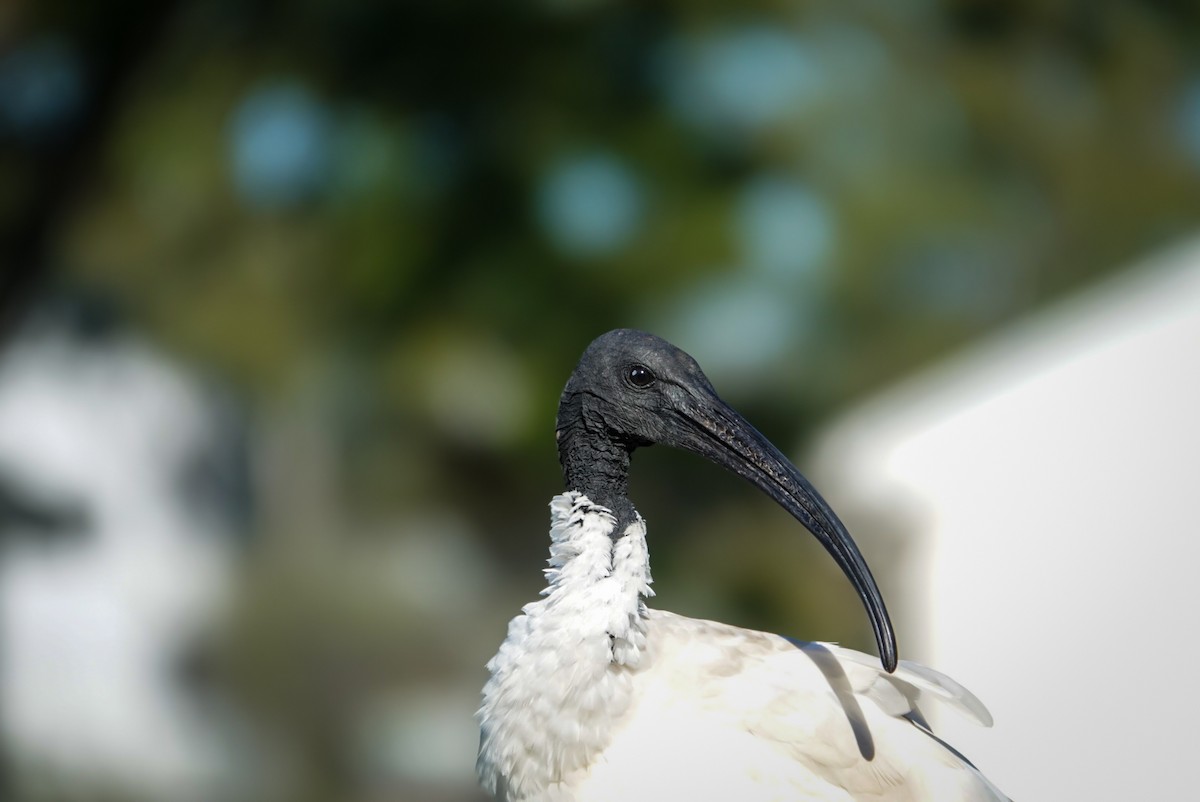 ibis australský - ML618605644