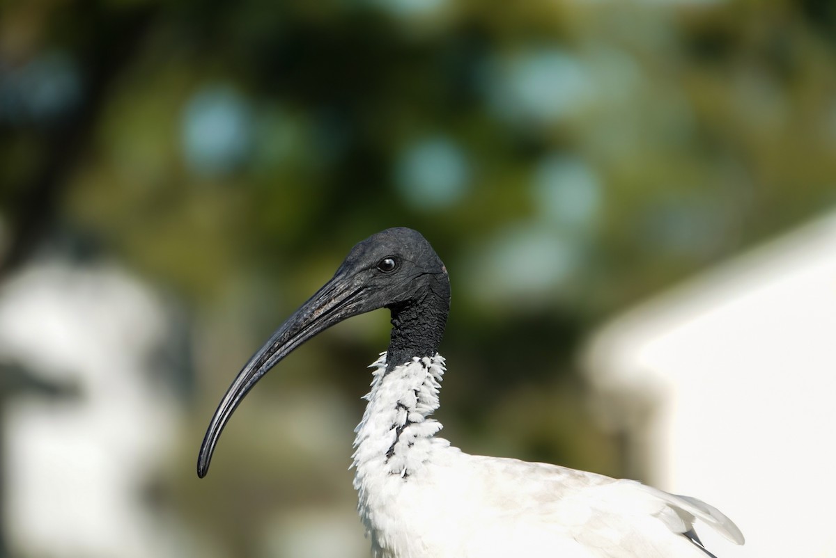 ibis australský - ML618605645