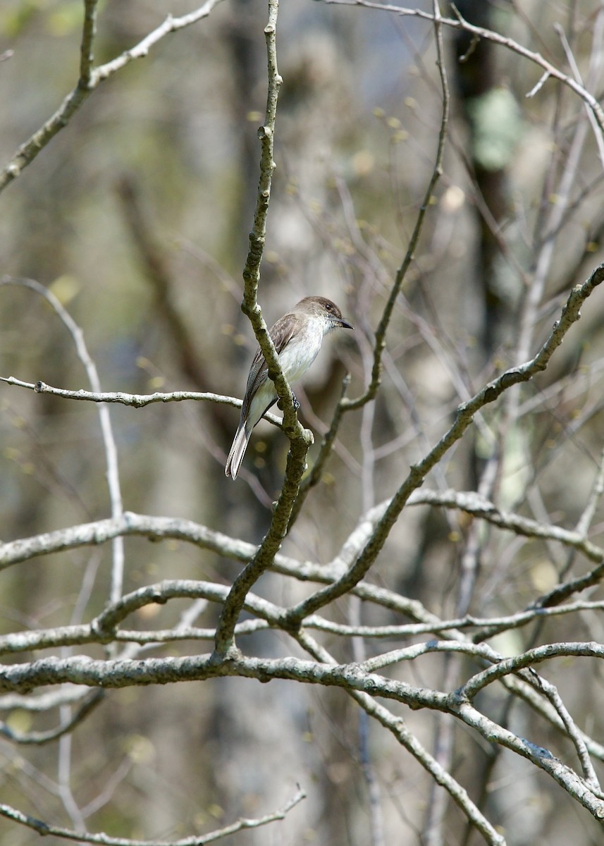 Eastern Phoebe - ML618605657