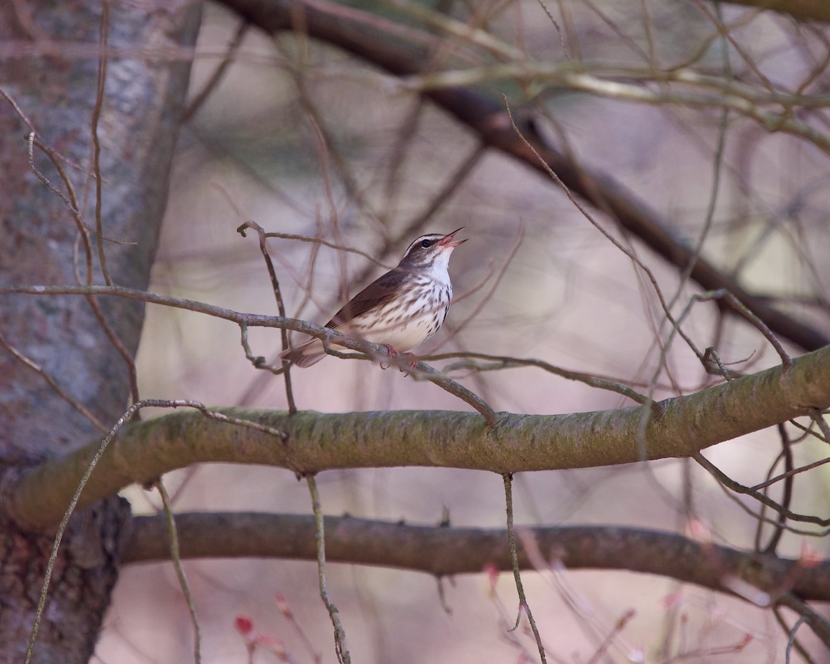 Louisiana Waterthrush - ML618605670