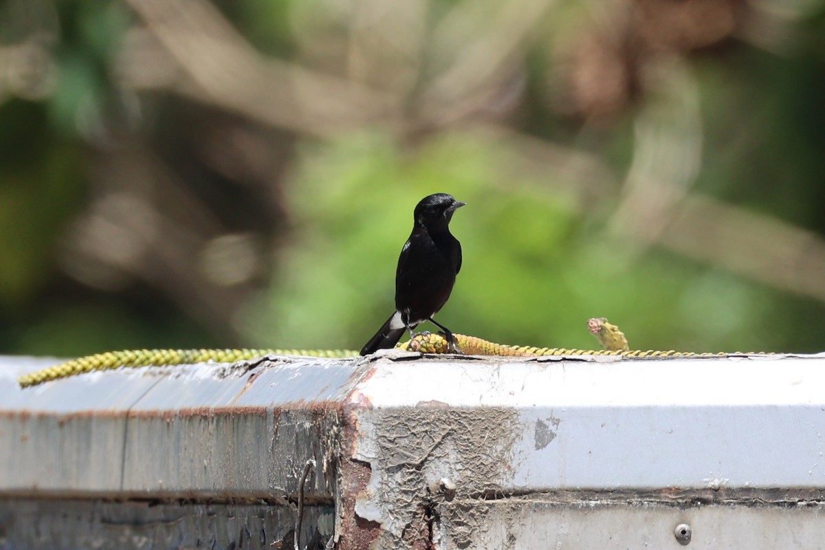 Pied Bushchat - Andrew William