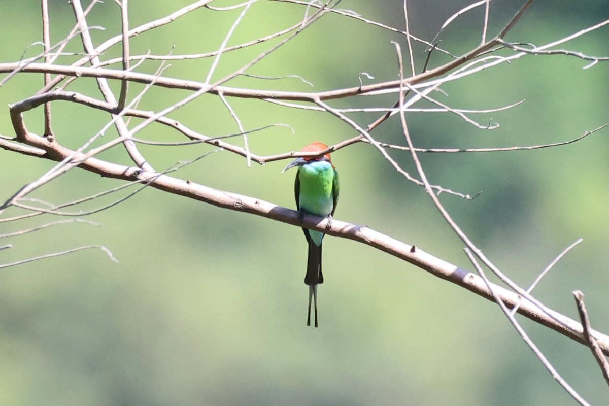 Rufous-crowned Bee-eater - Andrew William