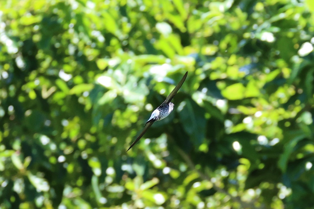 Gray-rumped Swiftlet - ML618605709