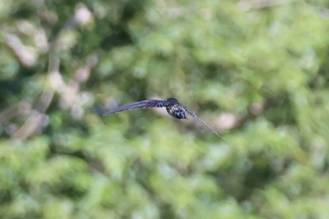 Gray-rumped Swiftlet - ML618605710