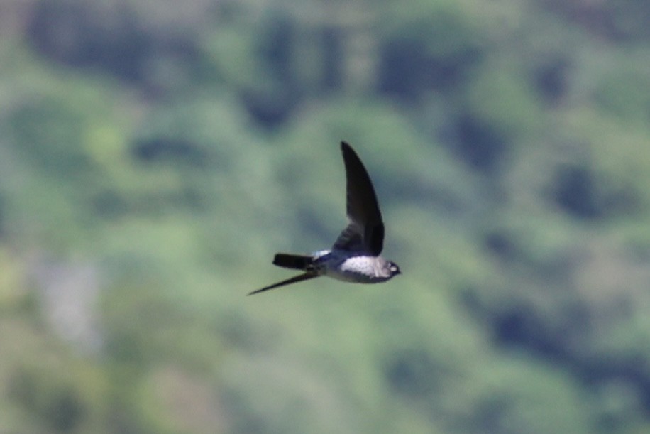 Gray-rumped Swiftlet - Andrew William