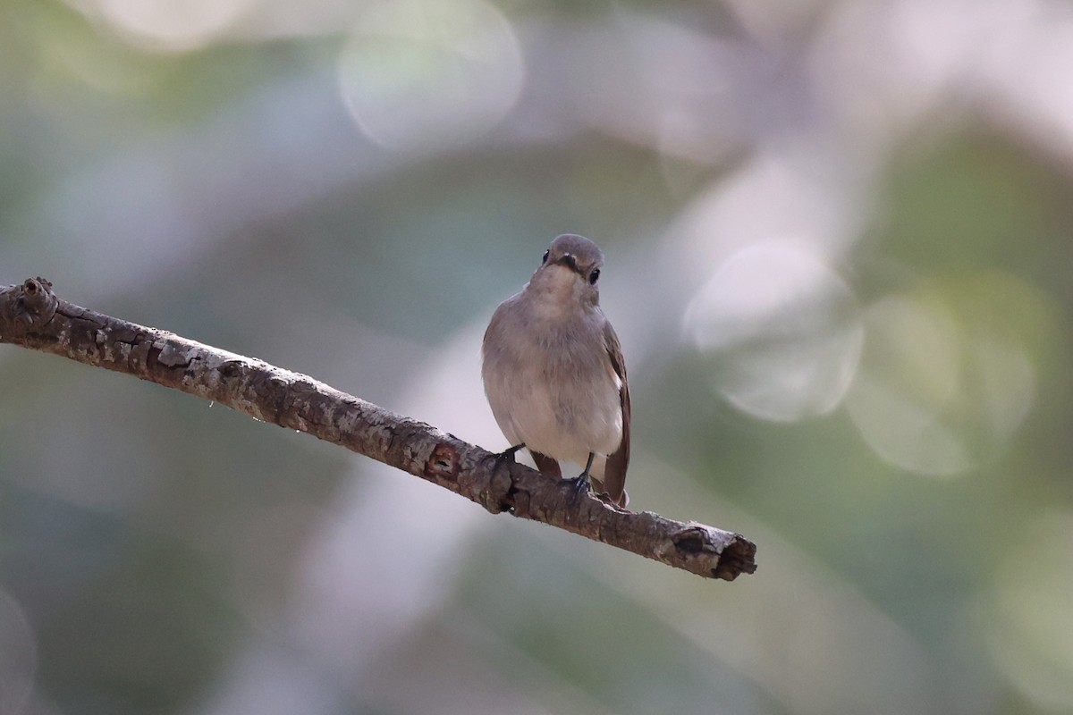 Taiga Flycatcher - Andrew William