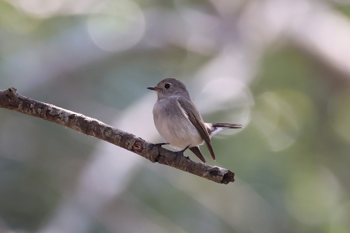 Taiga Flycatcher - Andrew William