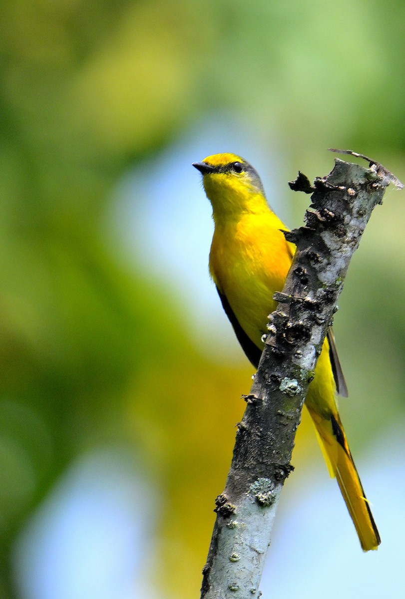 Long-tailed Minivet - ML618605794