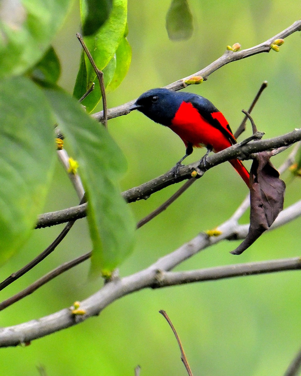 Long-tailed Minivet - ML618605795