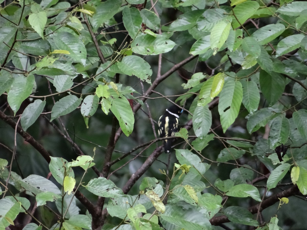 Black-and-yellow Broadbill - ML618605829