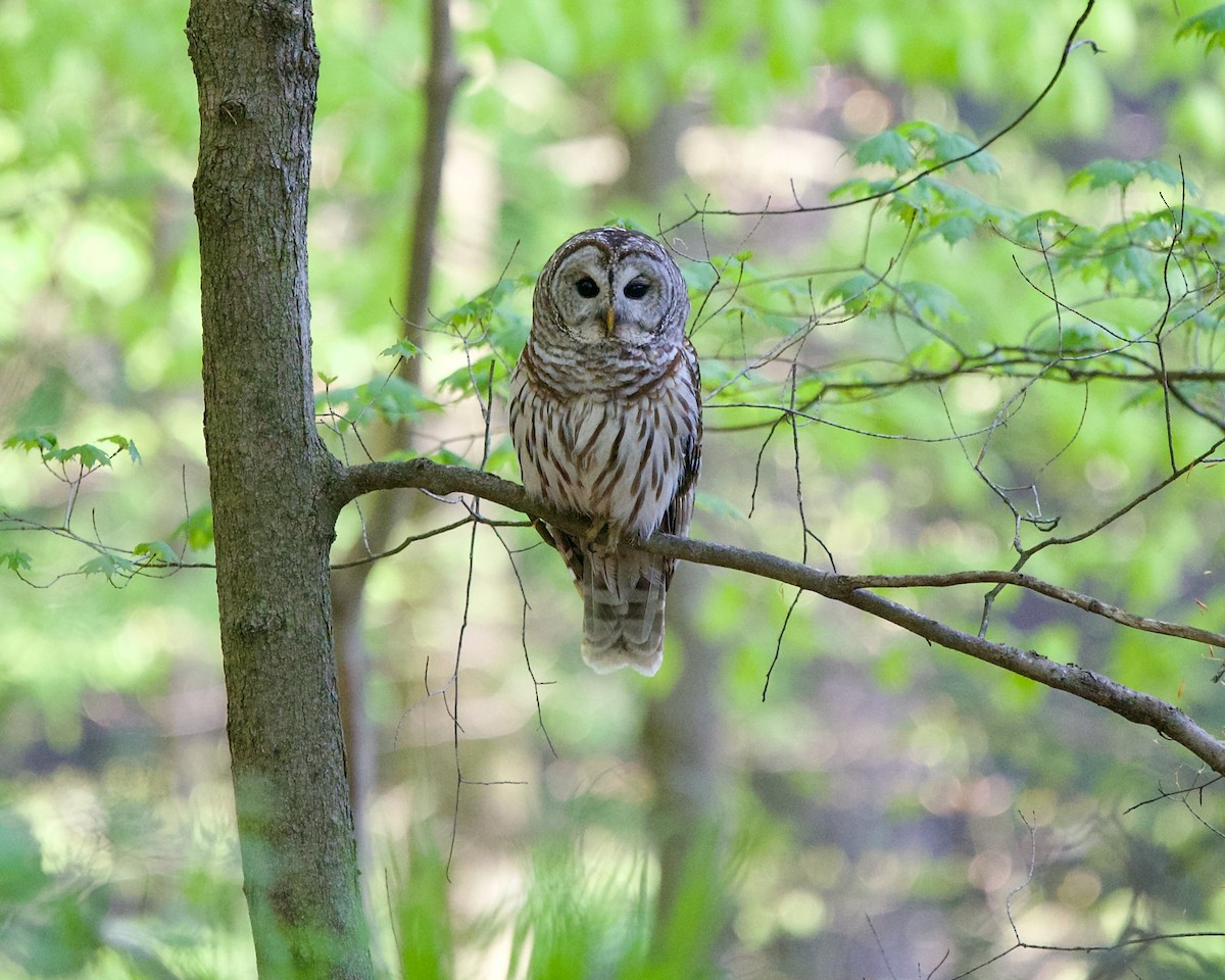 Barred Owl - Jon Cefus