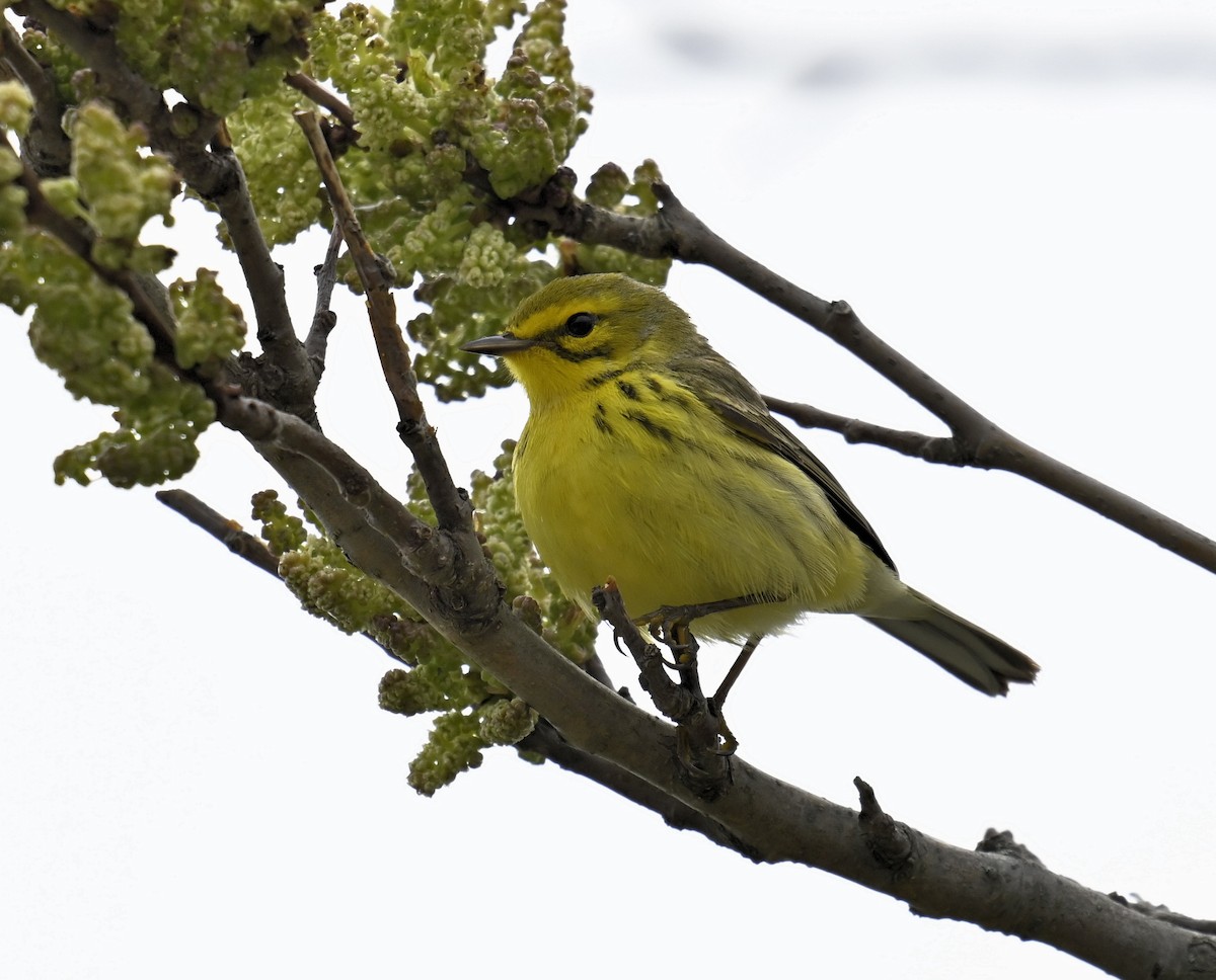 Prairie Warbler - ML618605871