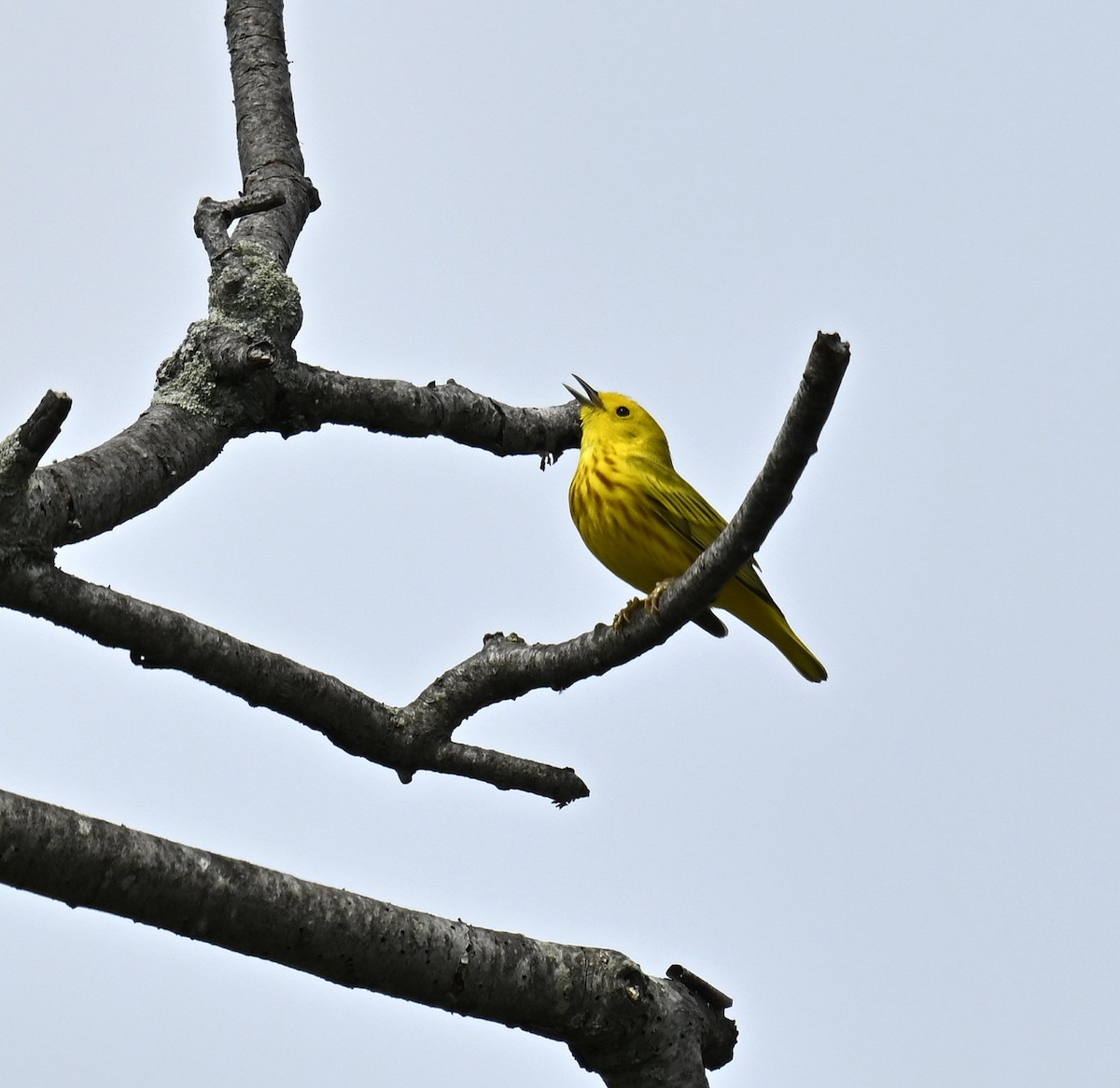 Yellow Warbler - ML618605884