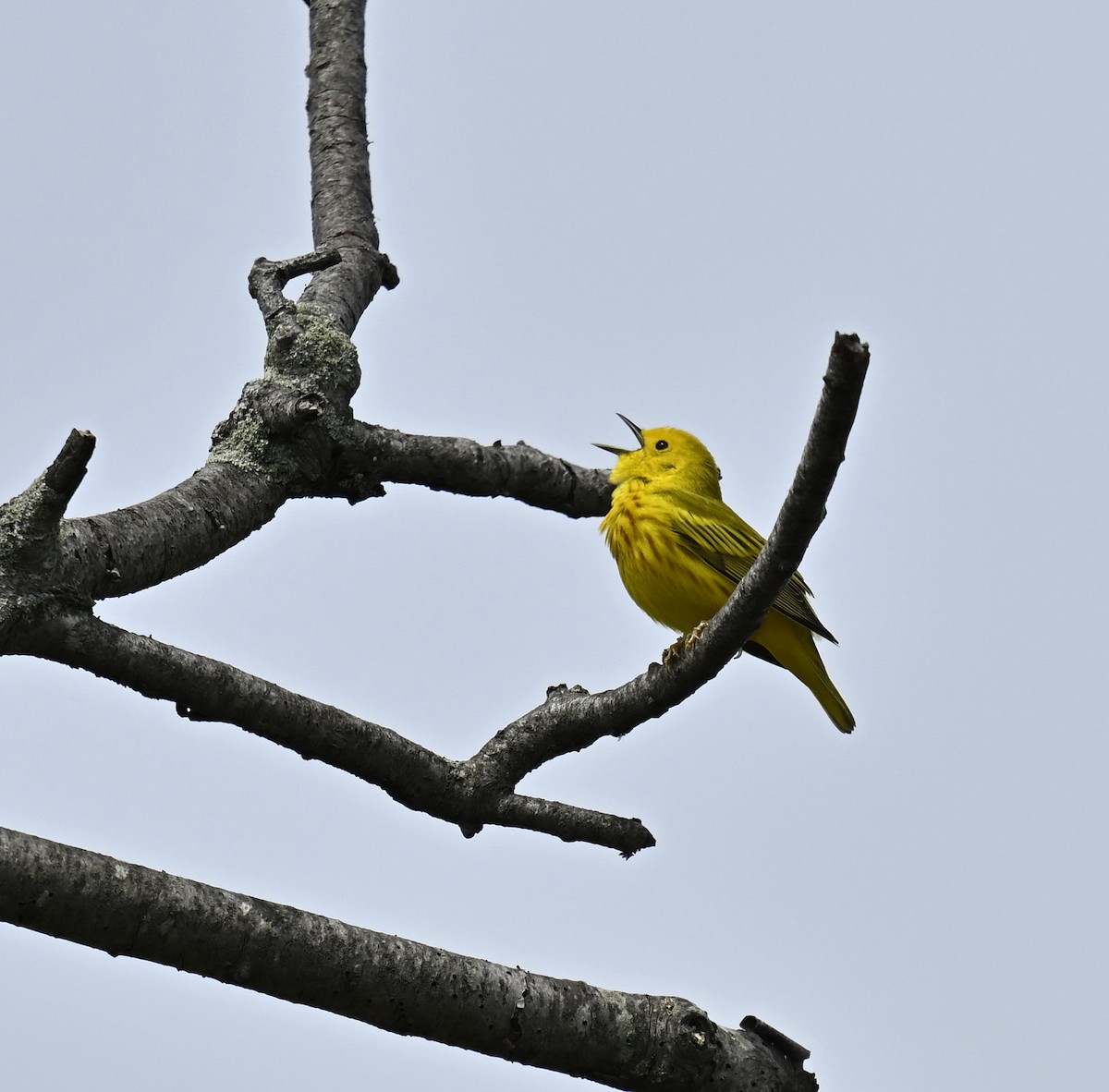 Yellow Warbler - ML618605886