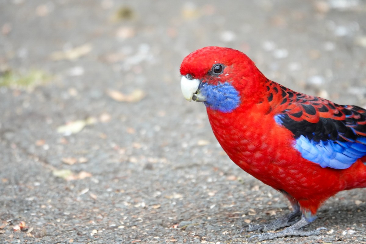 Crimson Rosella - Alfie Benbow