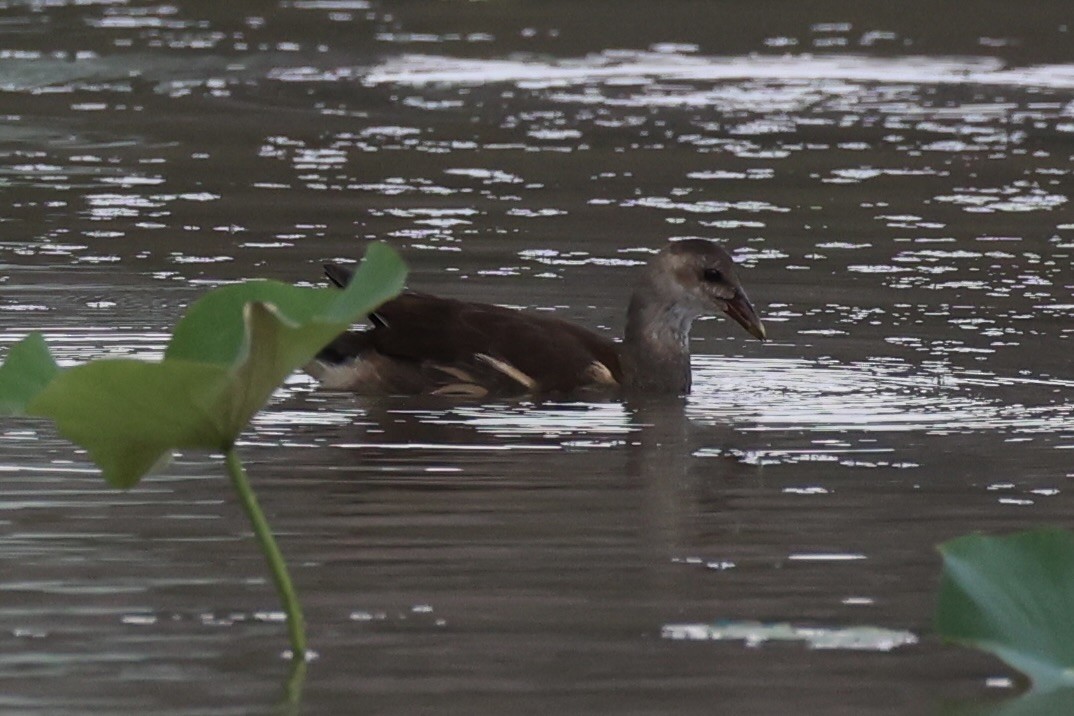 Eurasian Moorhen - ML618605961