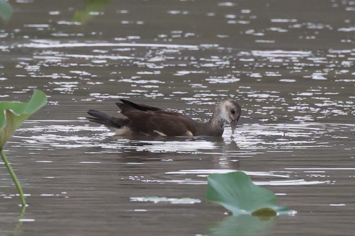 Eurasian Moorhen - ML618605964