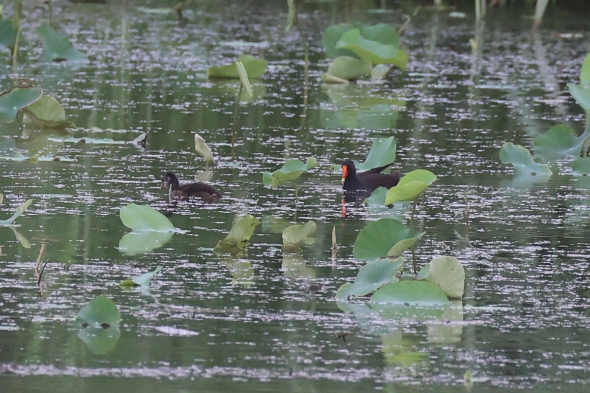 Eurasian Moorhen - ML618605965