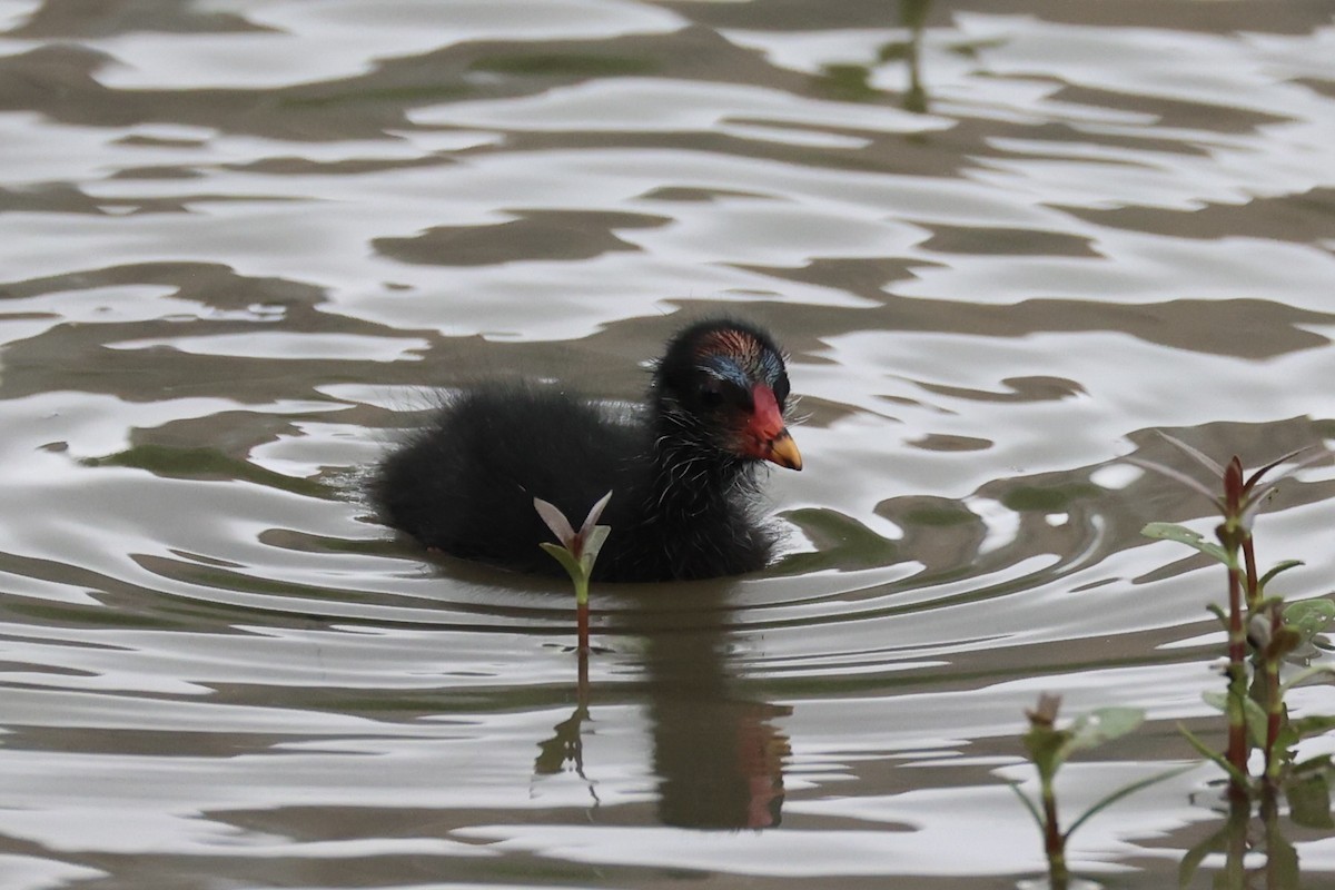 Eurasian Moorhen - ML618605966