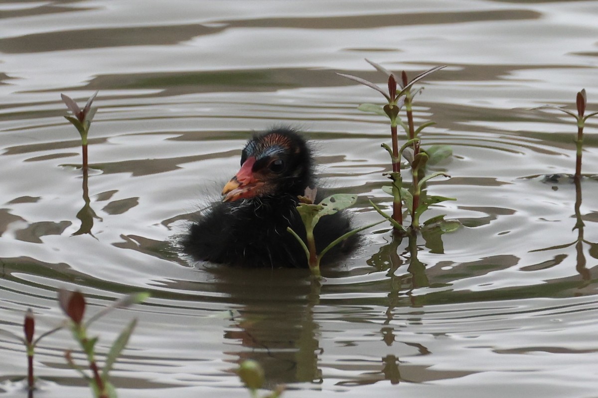 Eurasian Moorhen - ML618605967