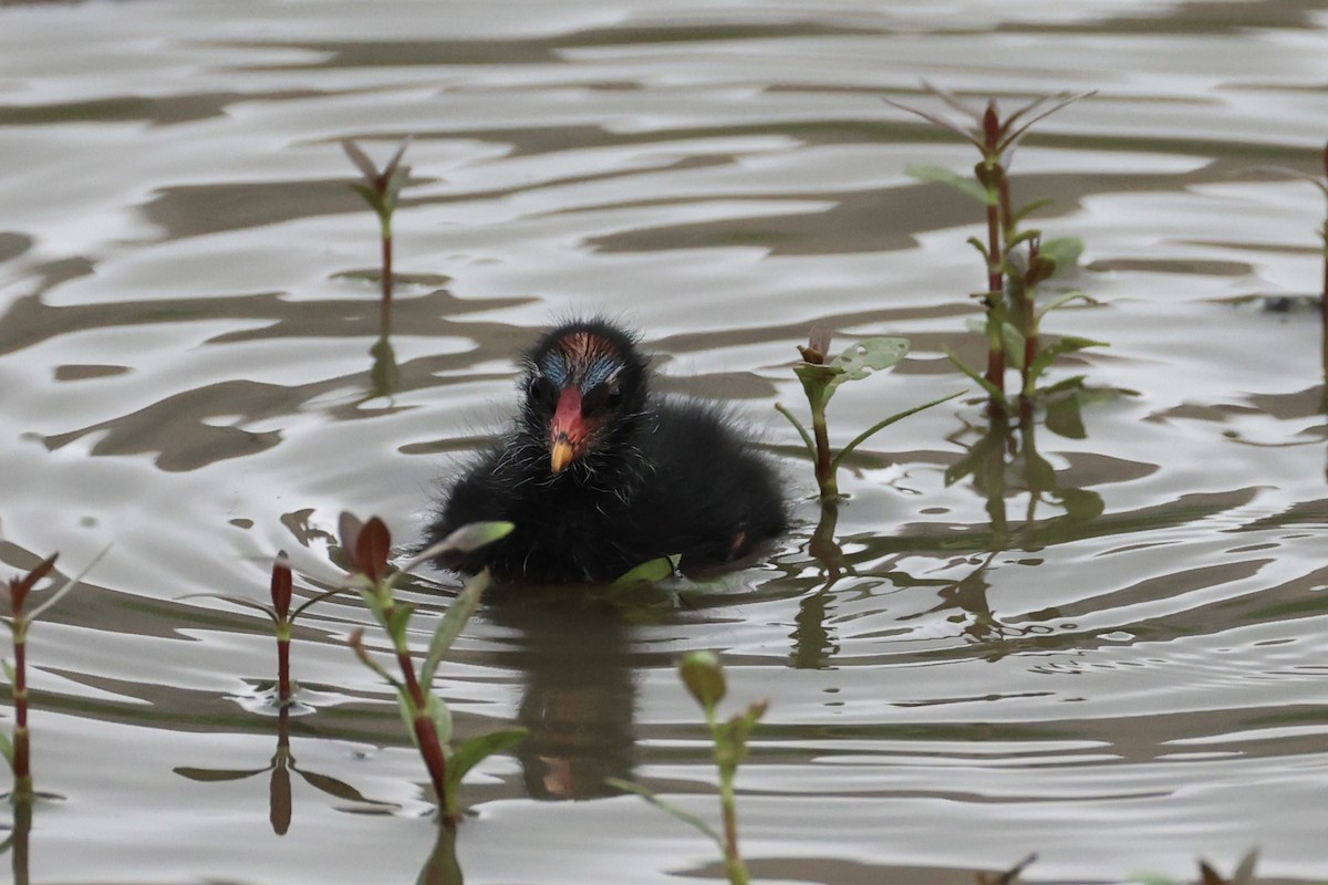 Eurasian Moorhen - Andrew William