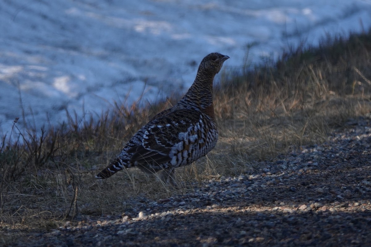 Western Capercaillie - eero salo-oja