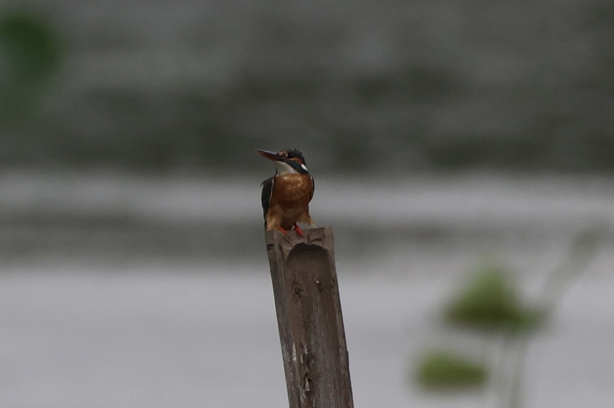 Common Kingfisher - ML618605996