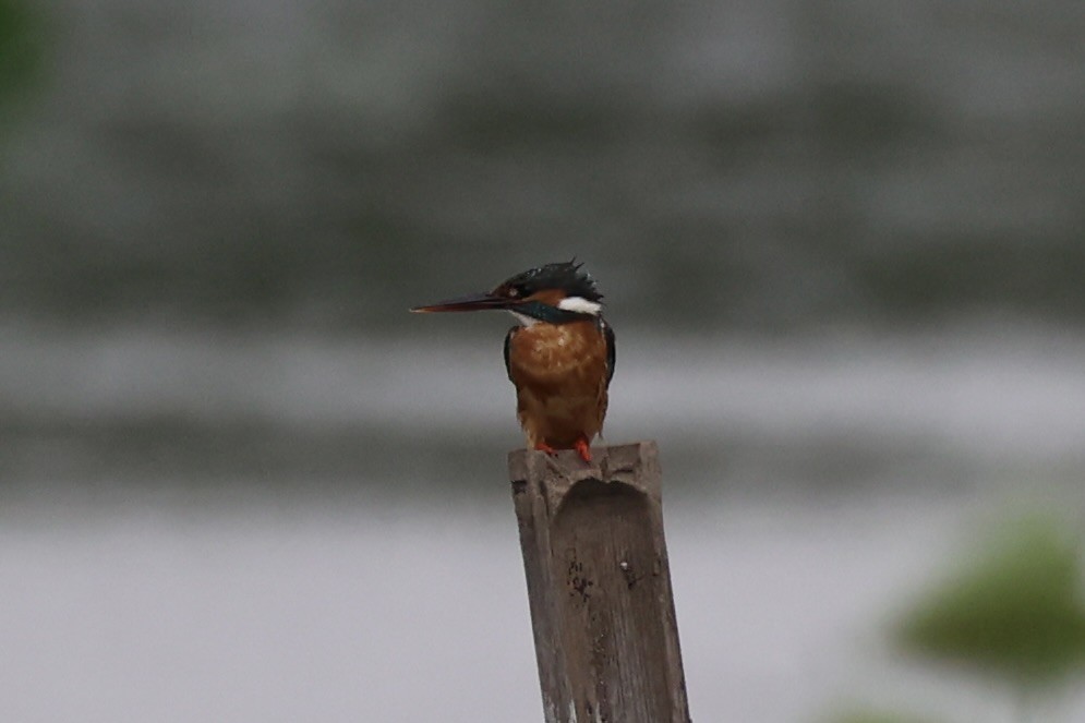 Common Kingfisher - ML618605997