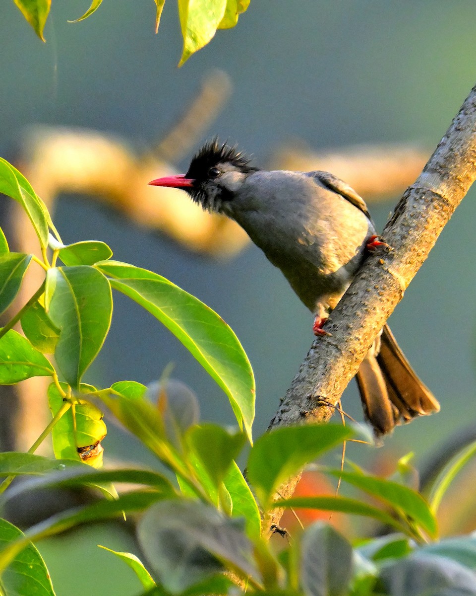 Black Bulbul - Rajesh Gopalan