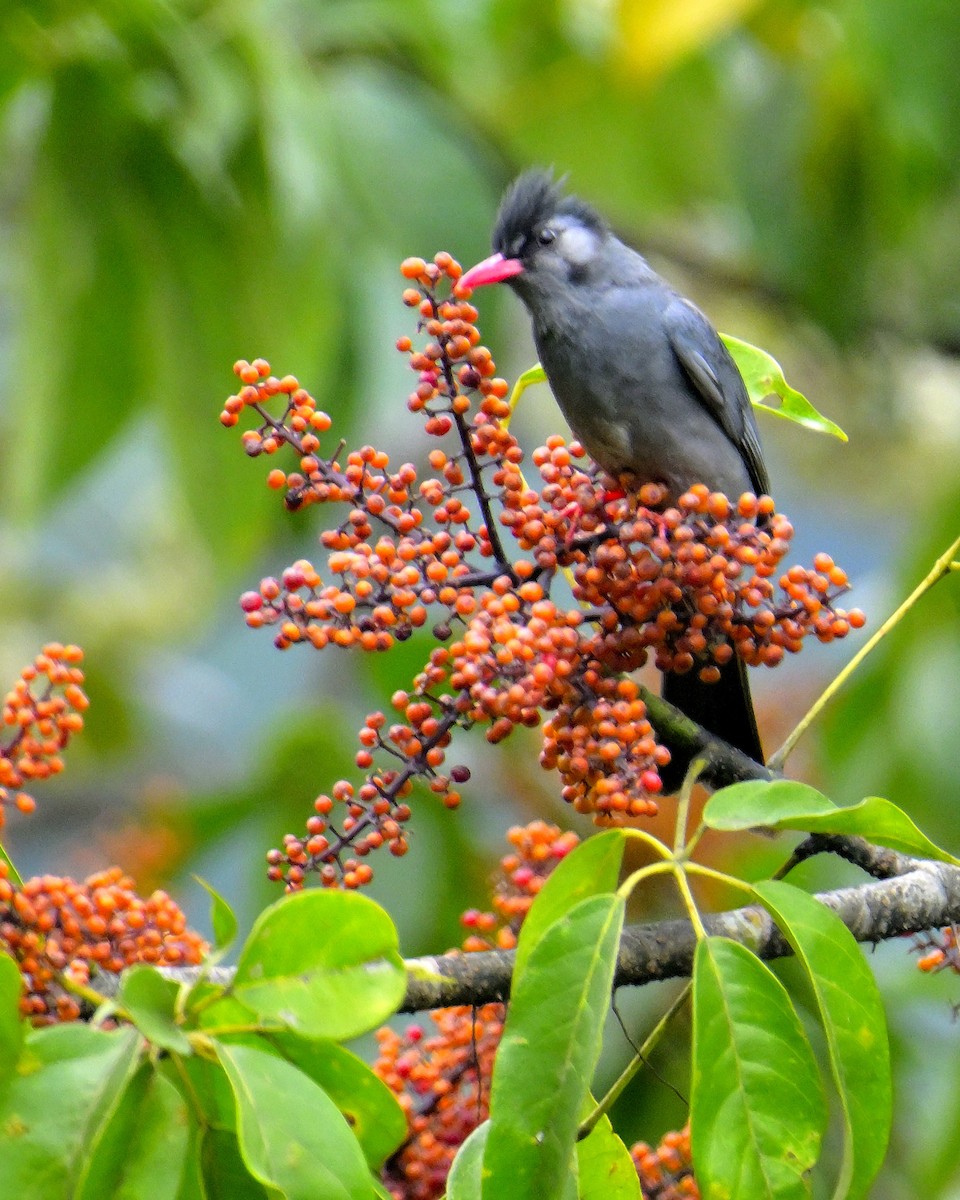 Black Bulbul - ML618606005