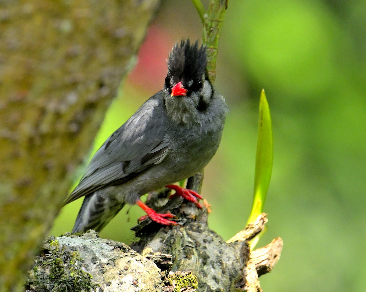 Black Bulbul - Rajesh Gopalan