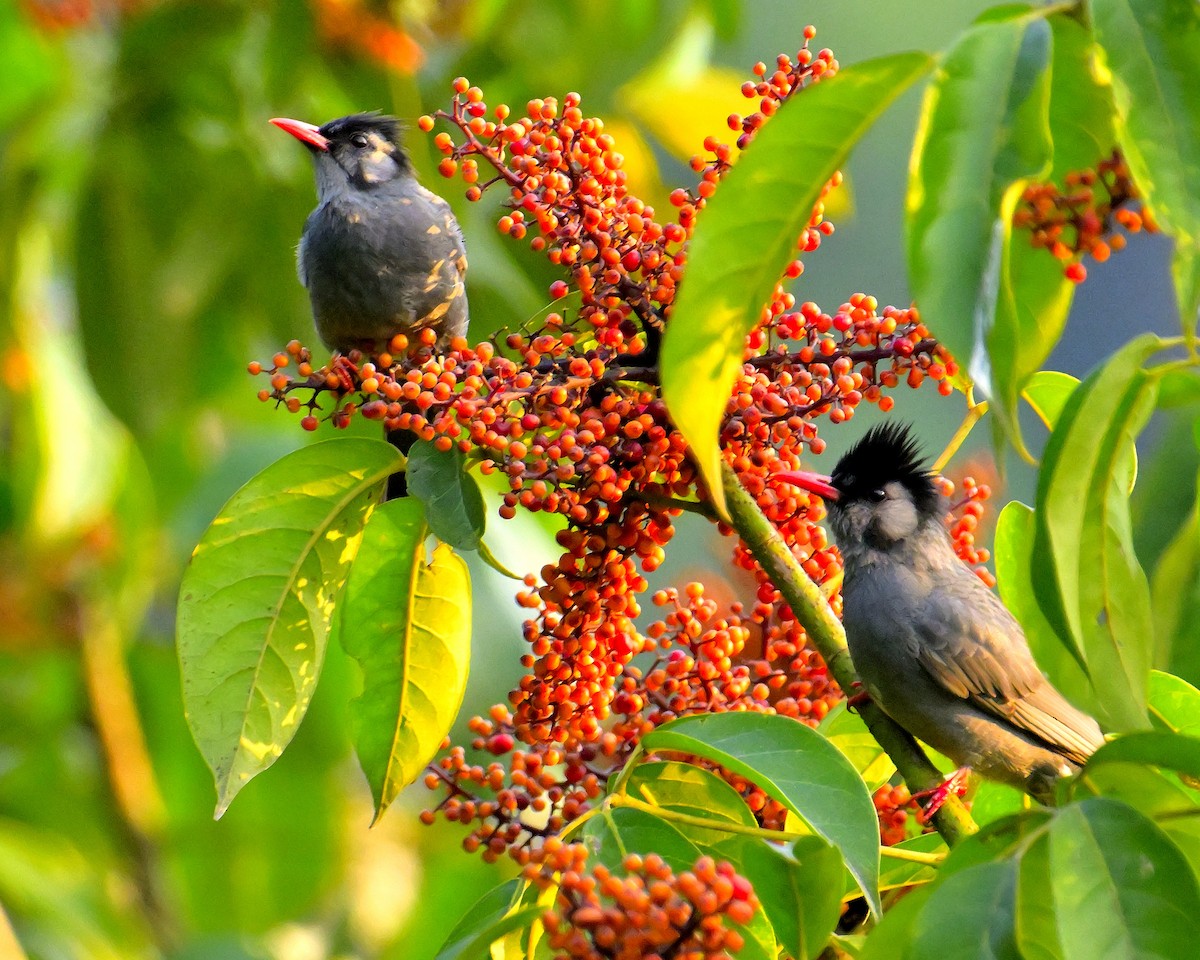 Black Bulbul - Rajesh Gopalan