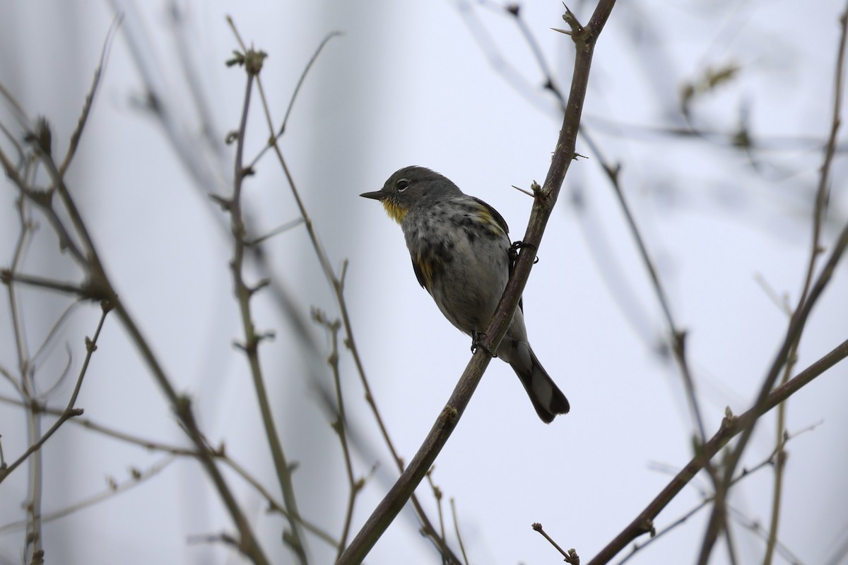 Yellow-rumped Warbler - ML618606018