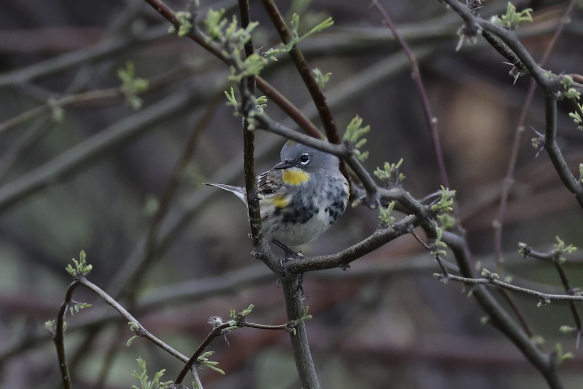 Yellow-rumped Warbler - ML618606020