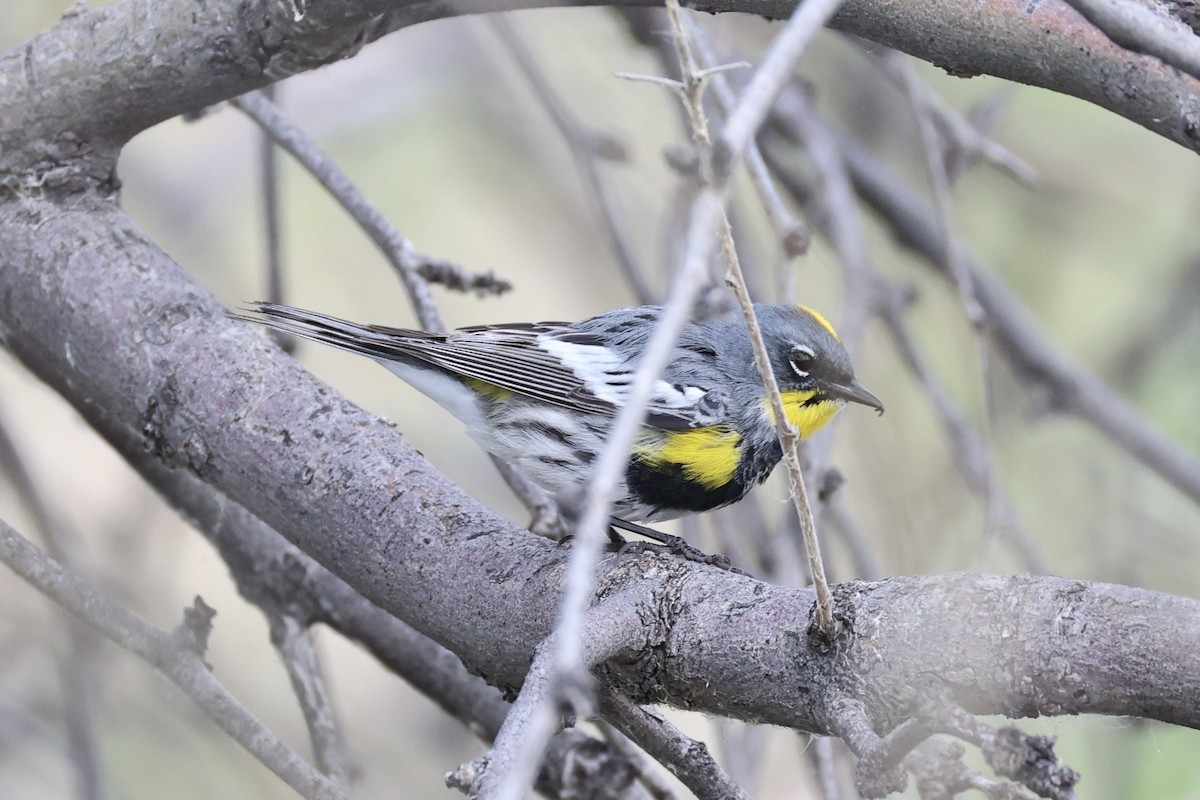 Yellow-rumped Warbler - ML618606025