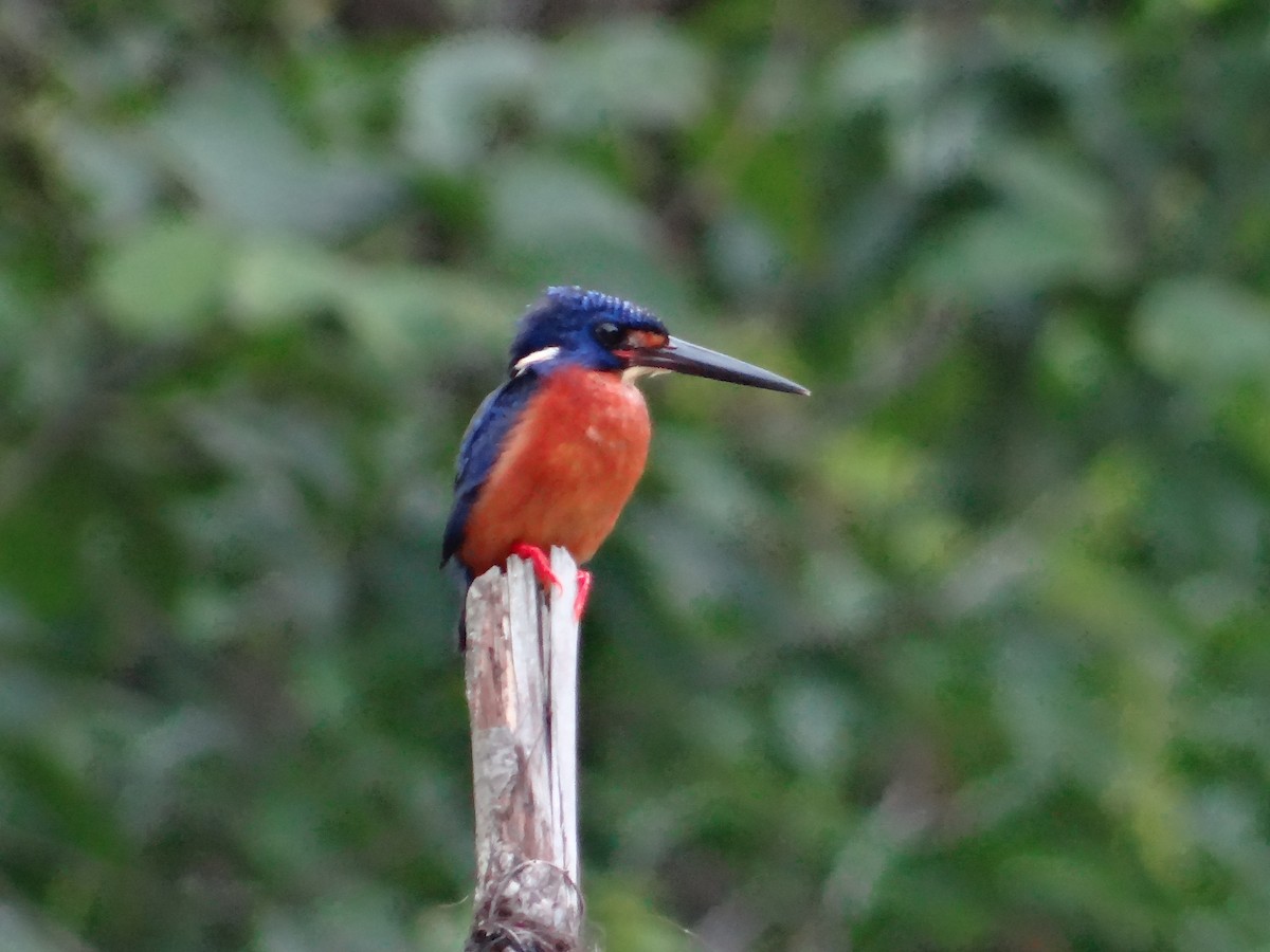 Blue-eared Kingfisher - Miguel Angel Benedicto