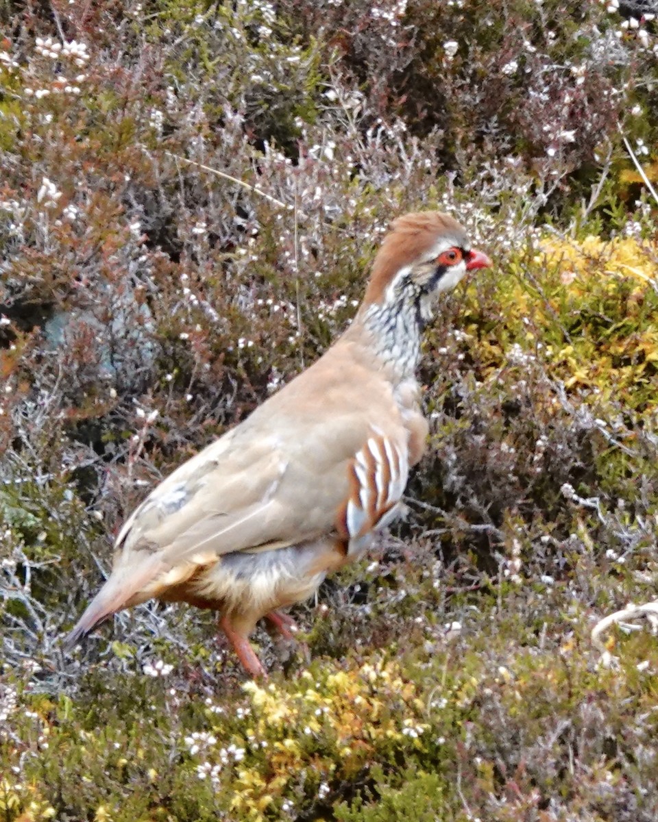 Red-legged Partridge - Wally Taylor