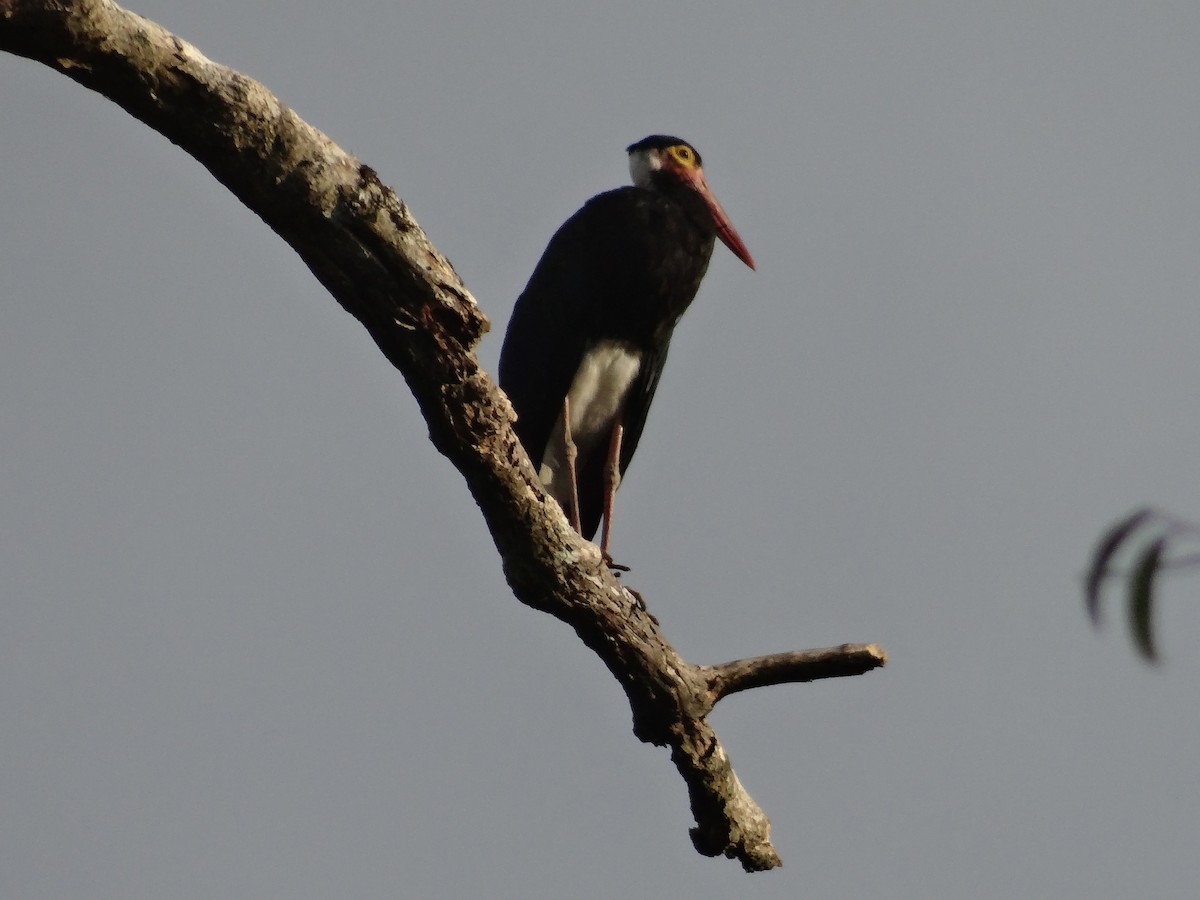 Höckerstorch - ML618606116