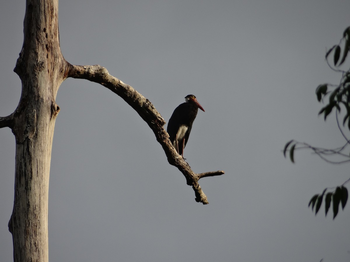 Storm's Stork - ML618606117